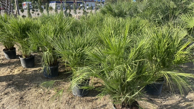 7 gallon european fan palm